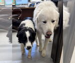 Small #1 Border Collie-Great Pyrenees Mix