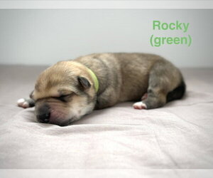 Retriever -Unknown Mix Dogs for adoption in Calgary, Alberta, Canada