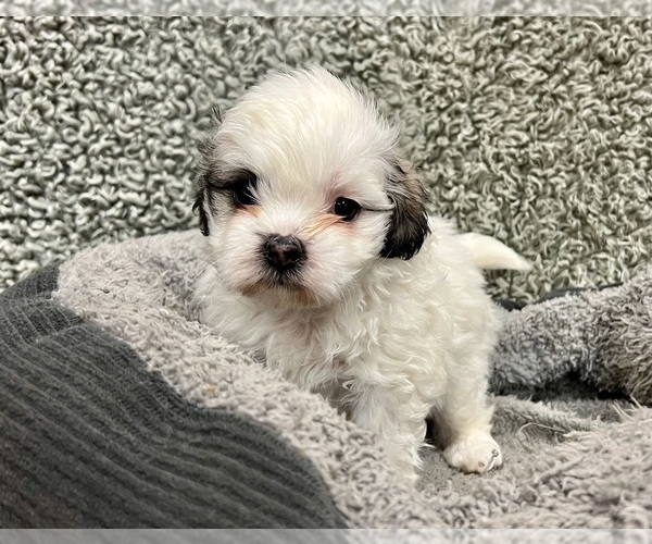 Medium Photo #7 Zuchon Puppy For Sale in RENO, NV, USA