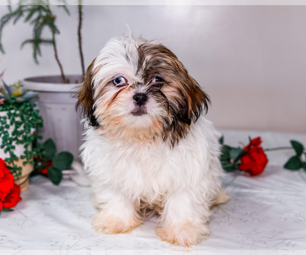 Medium Photo #1 Shih Tzu Puppy For Sale in WAKARUSA, IN, USA