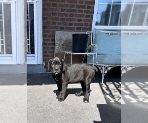 Cane Corso Puppy for sale in PHILADELPHIA, PA, USA
