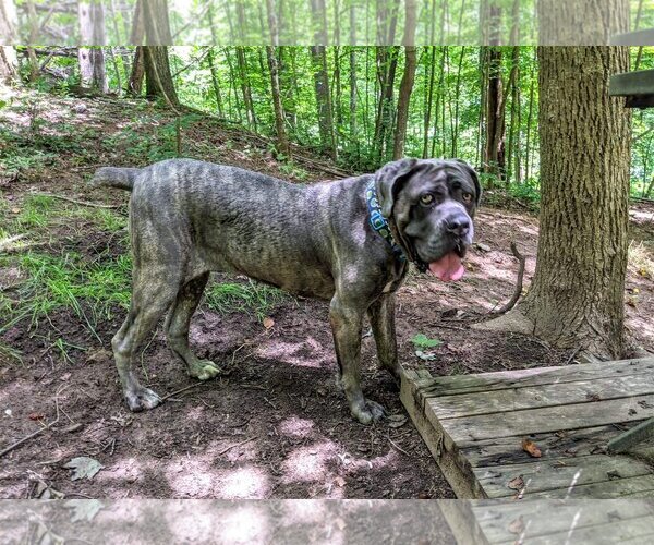 Medium Photo #3 Neapolitan Mastiff-Unknown Mix Puppy For Sale in Ellisville, MO, USA