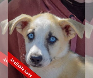Gerberian Shepsky Dogs for adoption in Huntley, IL, USA