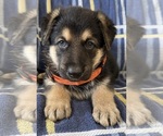 Small #1 German Shepherd Dog