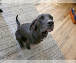 Small Photo #12 Plott Hound Puppy For Sale in MIDVALE, UT, USA