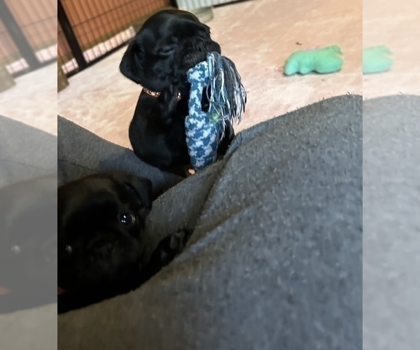 Medium Photo #55 Frenchie Pug Puppy For Sale in BLOOMINGTON, IL, USA