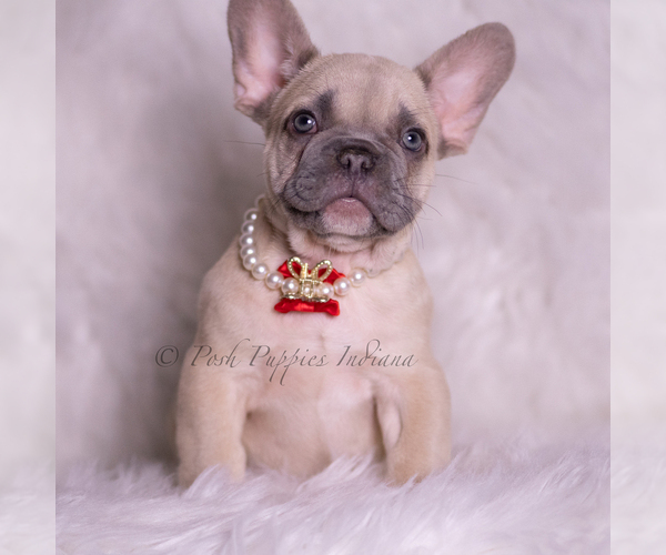 Medium Photo #3 French Bulldog Puppy For Sale in WARSAW, IN, USA
