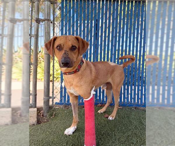 Medium Photo #2 Labrador Retriever-Unknown Mix Puppy For Sale in Chula Vista, CA, USA
