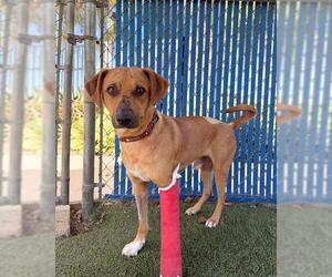 CARMELO - Male Labrador Retriever-Unknown Mix Dog for Adoption - Photo #2