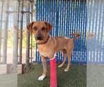 Small Photo #2 Labrador Retriever-Unknown Mix Puppy For Sale in Chula Vista, CA, USA