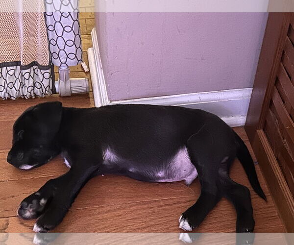 Medium Photo #3 Mutt Puppy For Sale in Plainfield, IL, USA