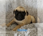 Small Photo #9 Pug Puppy For Sale in LOUISE, TX, USA