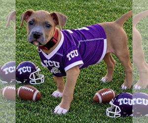 Boxer-Unknown Mix Dogs for adoption in Euless, TX, USA