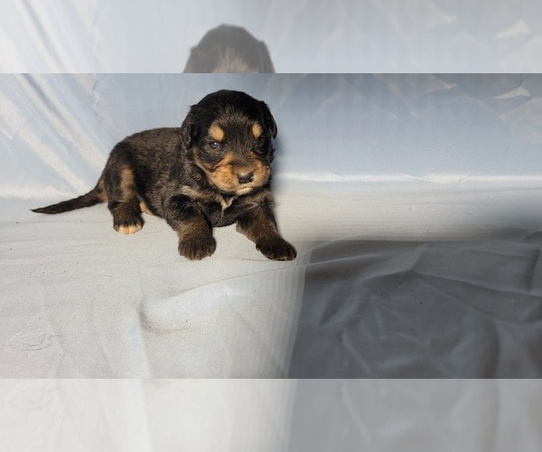 Medium Photo #4 Golden Mountain Dog Puppy For Sale in BLACK FOREST, CO, USA