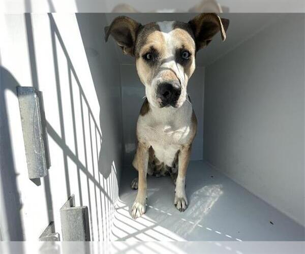 Medium Photo #1 Labrador Retriever-Unknown Mix Puppy For Sale in Houston, TX, USA