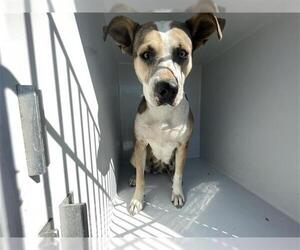 Labrador Retriever-Unknown Mix Dogs for adoption in Houston, TX, USA