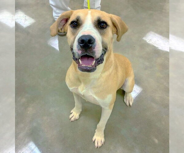 Medium Photo #1 Labrador Retriever-Unknown Mix Puppy For Sale in Alexander, AR, USA
