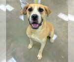 Small Labrador Retriever Mix