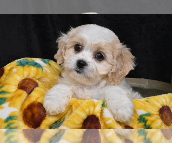 Medium Photo #4 Cavachon Puppy For Sale in ELDORADO, OH, USA