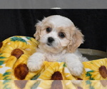 Small Photo #4 Cavachon Puppy For Sale in ELDORADO, OH, USA