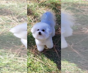 Father of the Bichon Frise puppies born on 11/22/2024