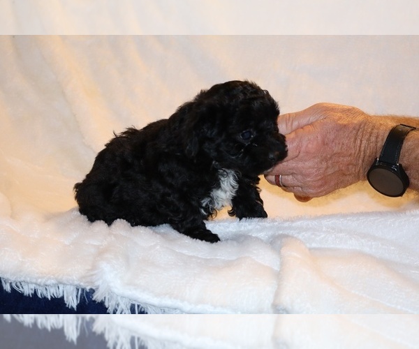 Medium Photo #19 Poodle (Toy) Puppy For Sale in DYERSBURG, TN, USA