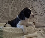 Small #4 English Springer Spaniel