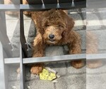 Small #5 Goldendoodle (Miniature)