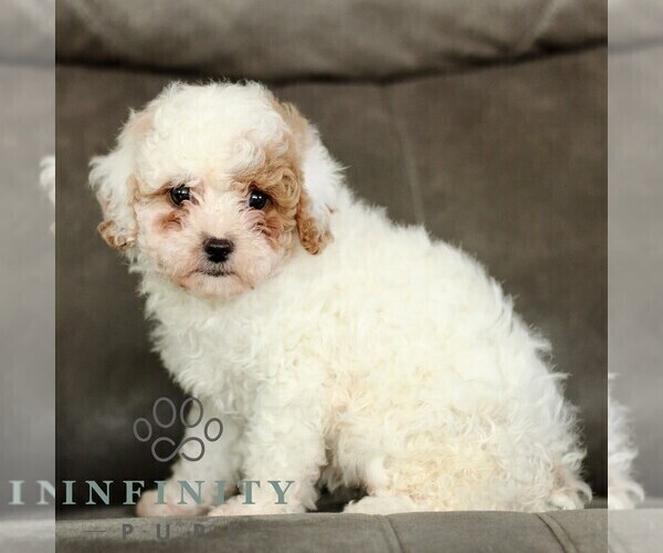 Medium Photo #3 Cavapoo (Miniature) Puppy For Sale in BIRD IN HAND, PA, USA