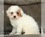 Small #2 Cavapoo (Miniature)