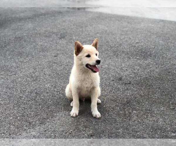 Full screen Photo #4 Shiba Inu Puppy For Sale in LAS VEGAS, NV, USA