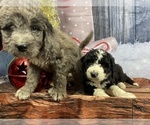 Small Photo #13 Aussiedoodle Puppy For Sale in COMMERCE, MI, USA