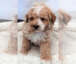 Small Photo #2 Poodle (Miniature) Puppy For Sale in CARLISLE, KY, USA