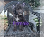 Small Photo #12 Aussiedoodle Puppy For Sale in COUCH, MO, USA