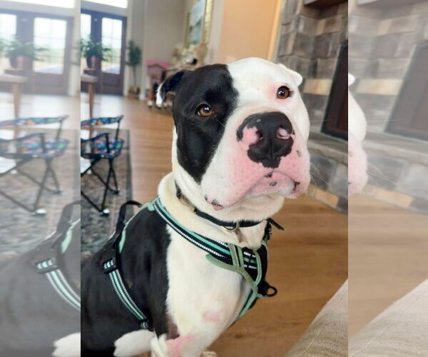 Medium Photo #9 Mutt Puppy For Sale in Alexander, AR, USA