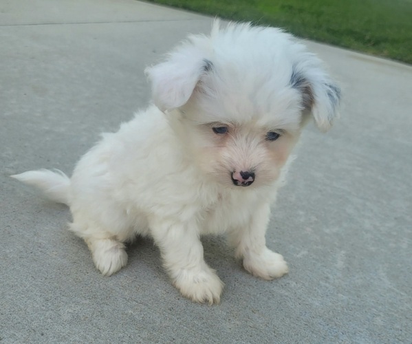 Medium Photo #2 Pom-A-Poo Puppy For Sale in ORRVILLE, OH, USA