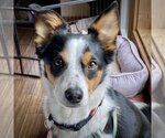 Small #8 Border Collie-Rat Terrier Mix