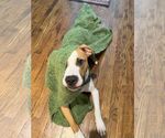 Small #6 American Bulldog
