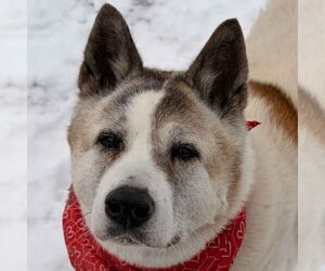 Akita-Unknown Mix Dogs for adoption in Jefferson, WI, USA