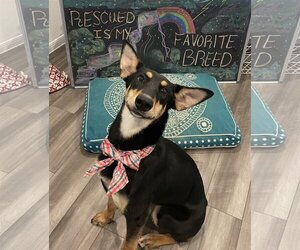 Doberman Pinscher-Unknown Mix Dogs for adoption in The Woodlands, TX, USA