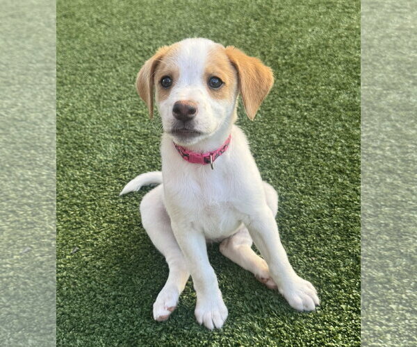 Medium Photo #6 Beagle-Colonial Cocker Spaniel Mix Puppy For Sale in Fort Worth, TX, USA