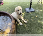 Small #1 German Shepherd Dog-Great Pyrenees Mix
