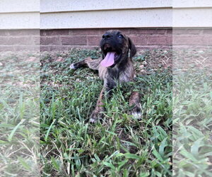 Alias - Female Mutt Dog for Adoption - Photo #4