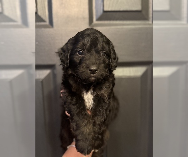 Medium Photo #7 Aussiedoodle Miniature  Puppy For Sale in MENIFEE, CA, USA