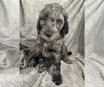 Puppy Basil Goldendoodle
