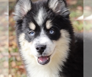 Pomsky Puppy for sale in JUNCTION CITY, OH, USA