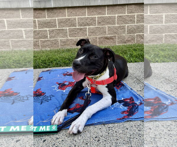 Medium Photo #12 Mutt Puppy For Sale in Alexandria, VA, USA