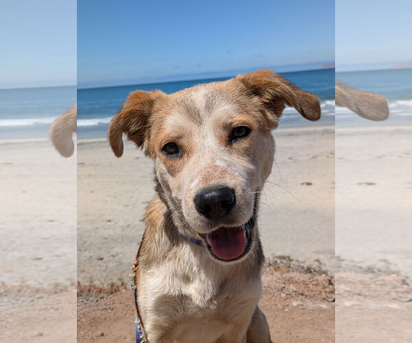 Medium Photo #1 Mutt Puppy For Sale in San Diego, CA, USA