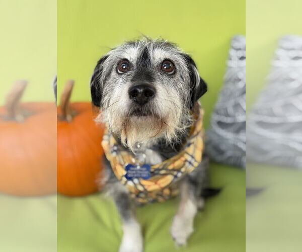 Medium Photo #1 Mutt Puppy For Sale in Milwaukie, OR, USA