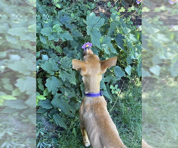 Medium Photo #9 Mutt Puppy For Sale in Sandy, UT, USA